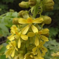 Guilandina bonduc L.